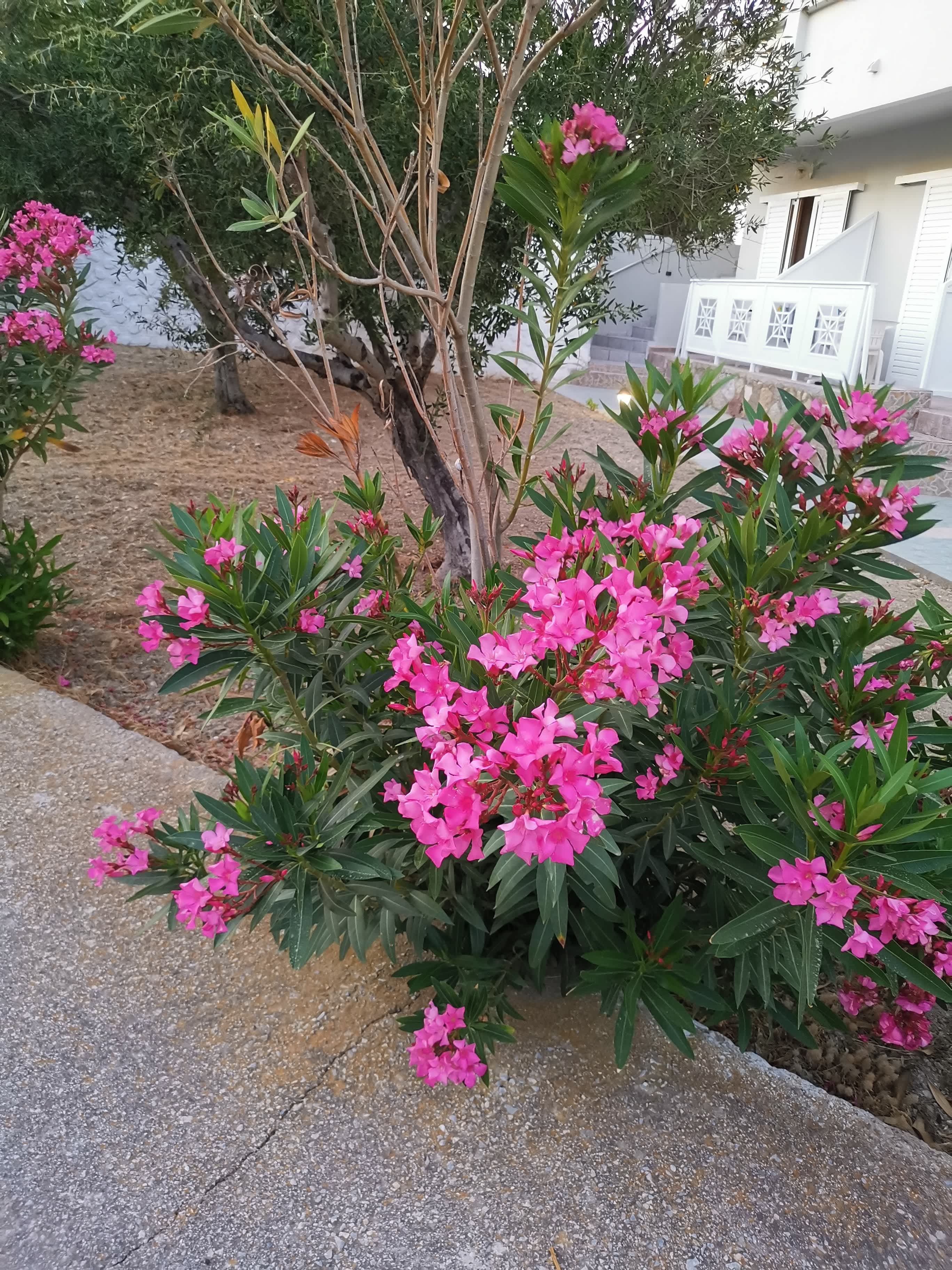 Hotel Anthoula Ansicht 2
