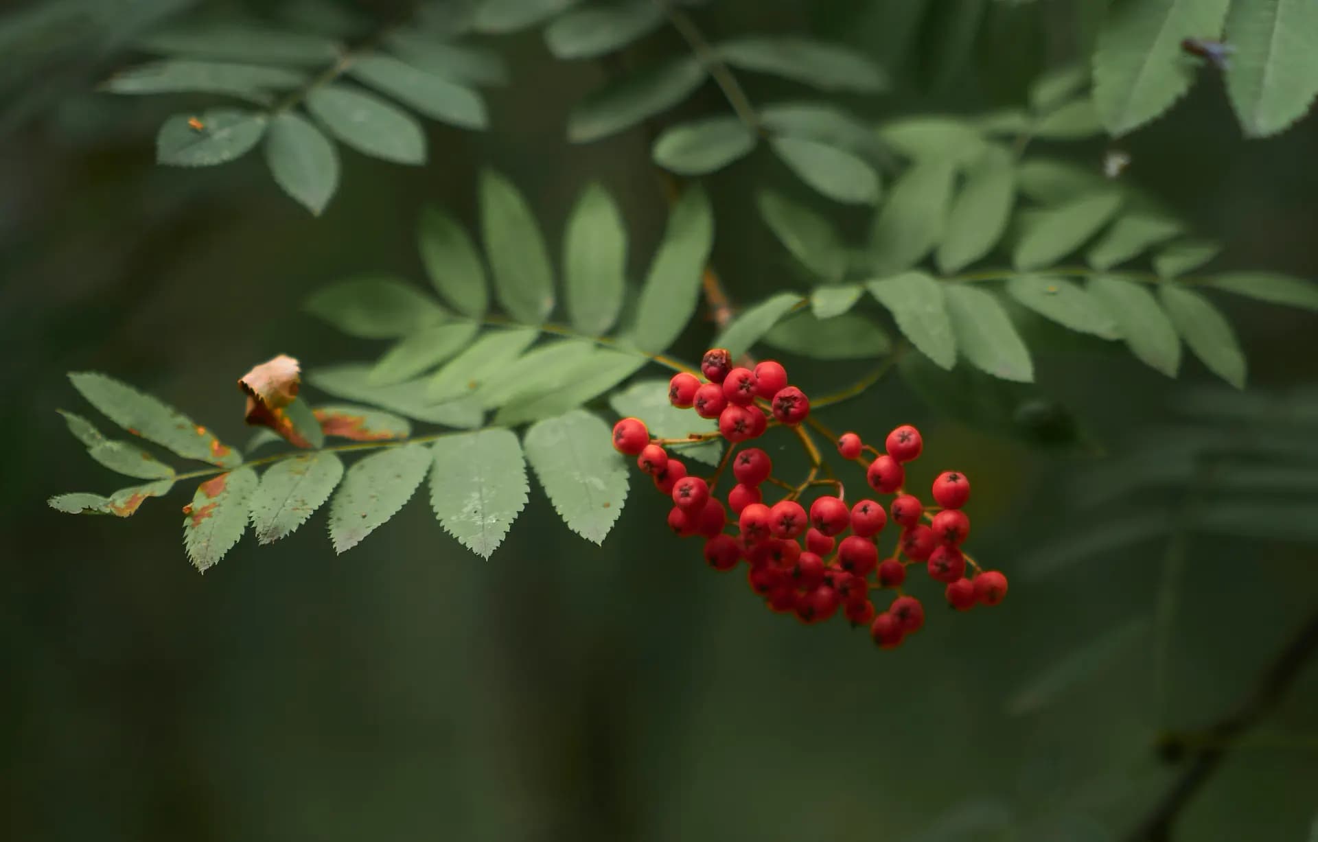 a close-up of some berries