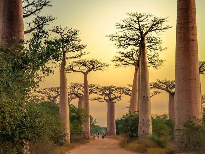 Erlebnisreisen Madagaskar: Die Insel der Lemuren und Baobabs