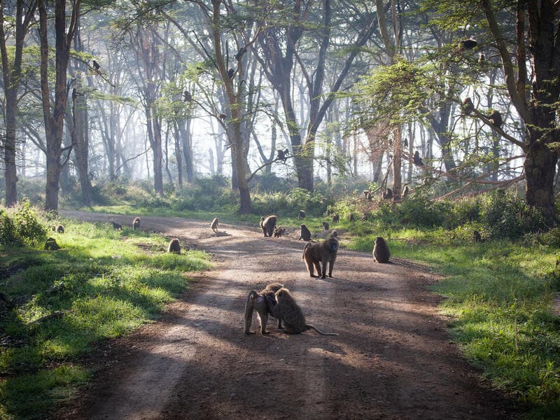 Jacaranda Indian Ocean Beach Resort, Mombasa