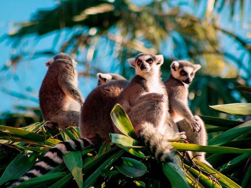 Erlebnisreisen Madagaskar: Abenteuer zwischen Lemuren und Baobabs