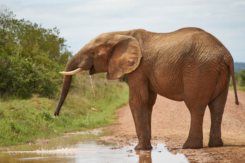 Safari Elefant Afrika