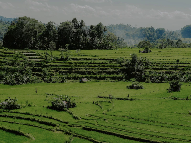Bali Reisterrassen