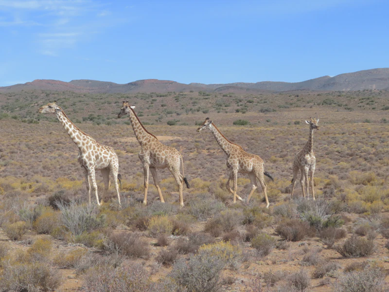 Giraffen in der Savanne