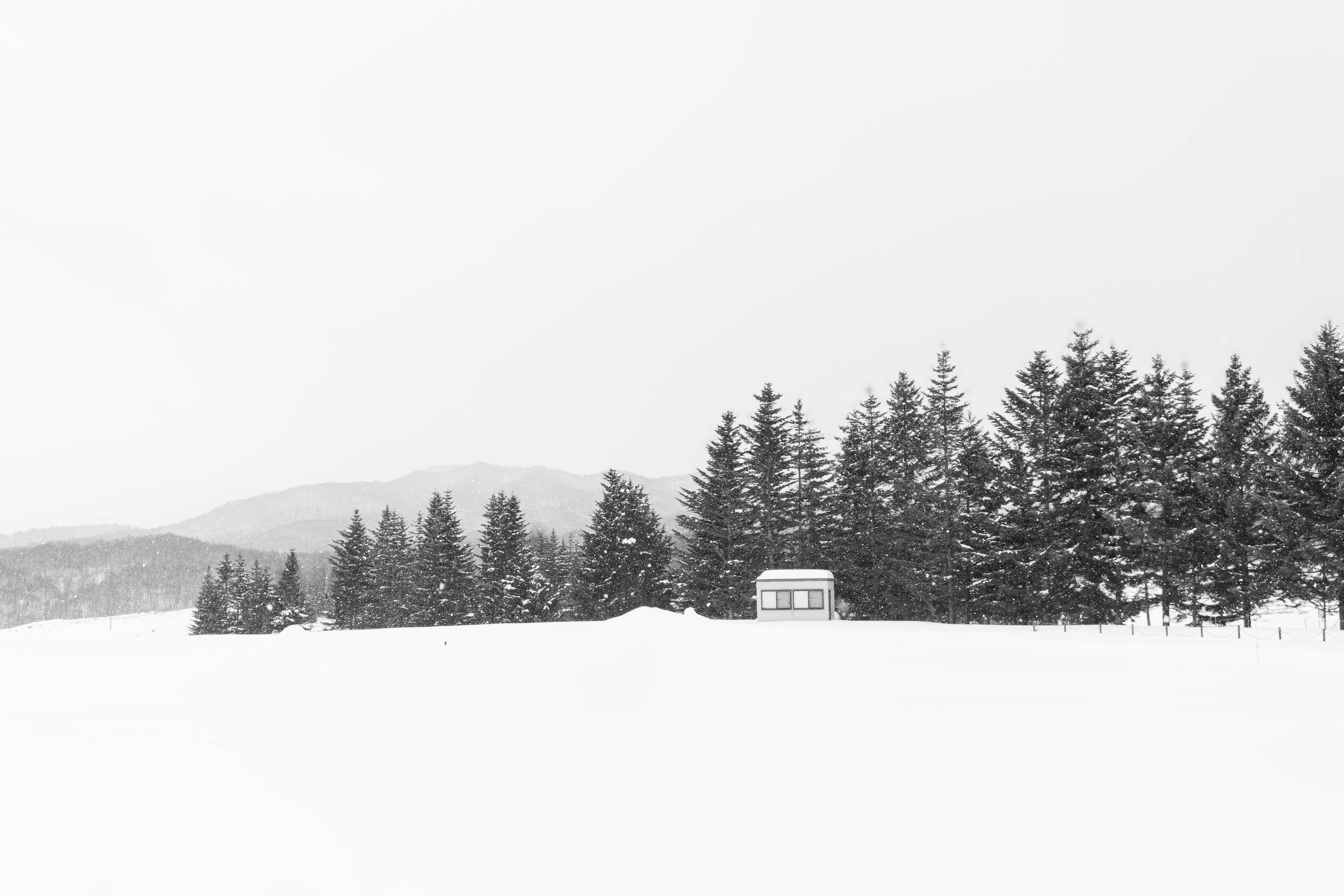 A black and white photo of trees in the snow