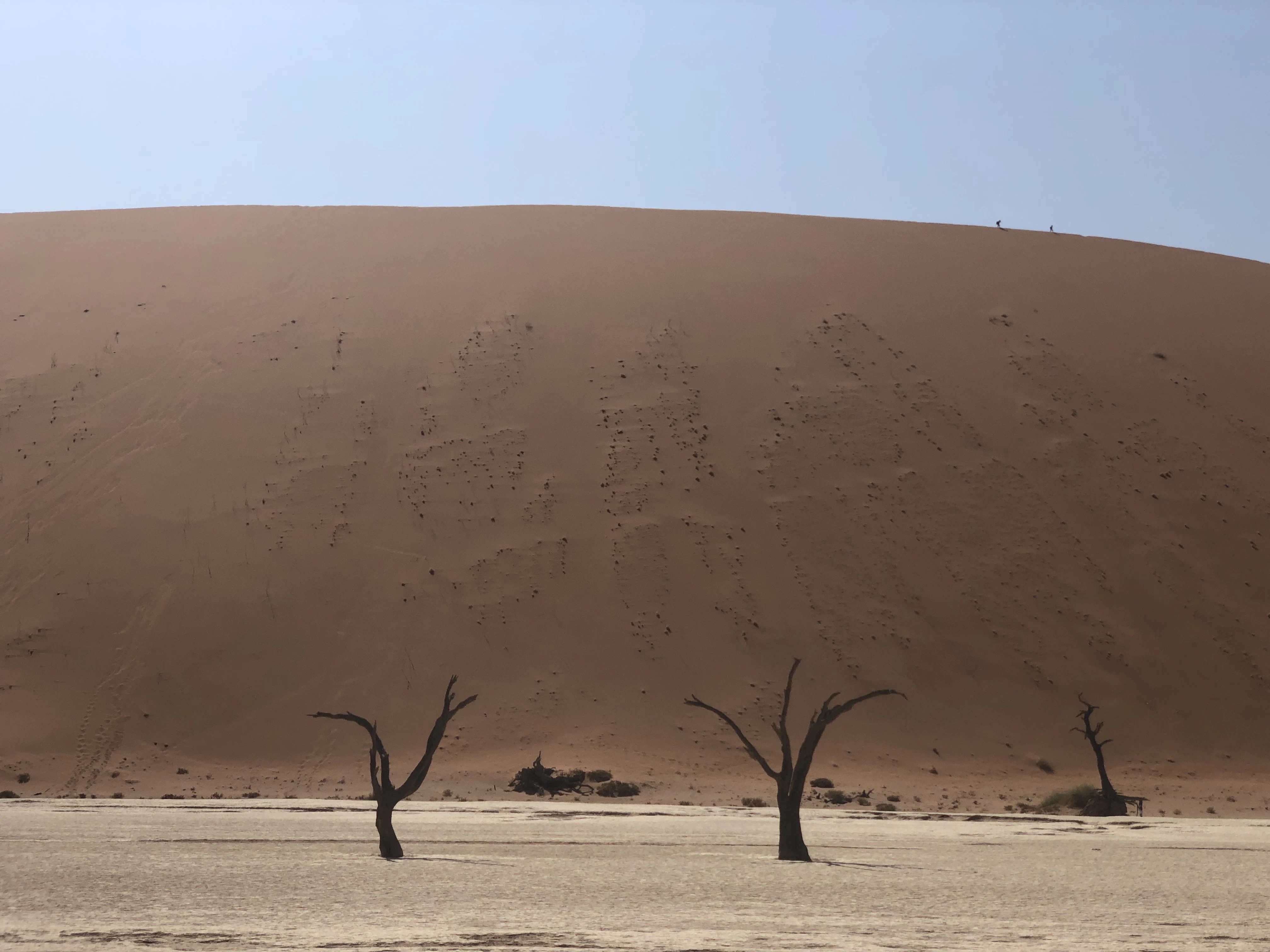 a group of dead trees standing in the middle of a desert