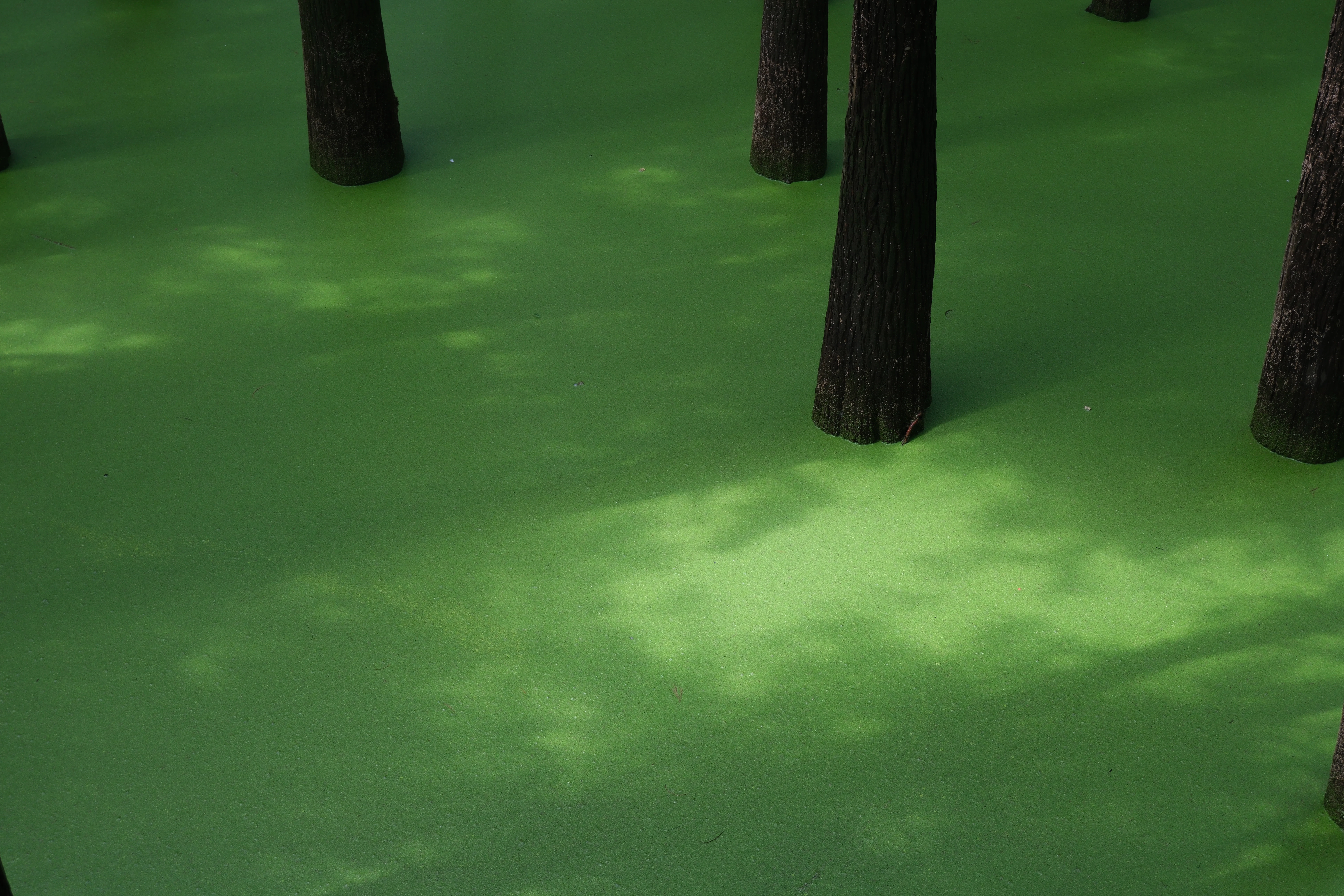 Trees standing in bright green algae-covered water