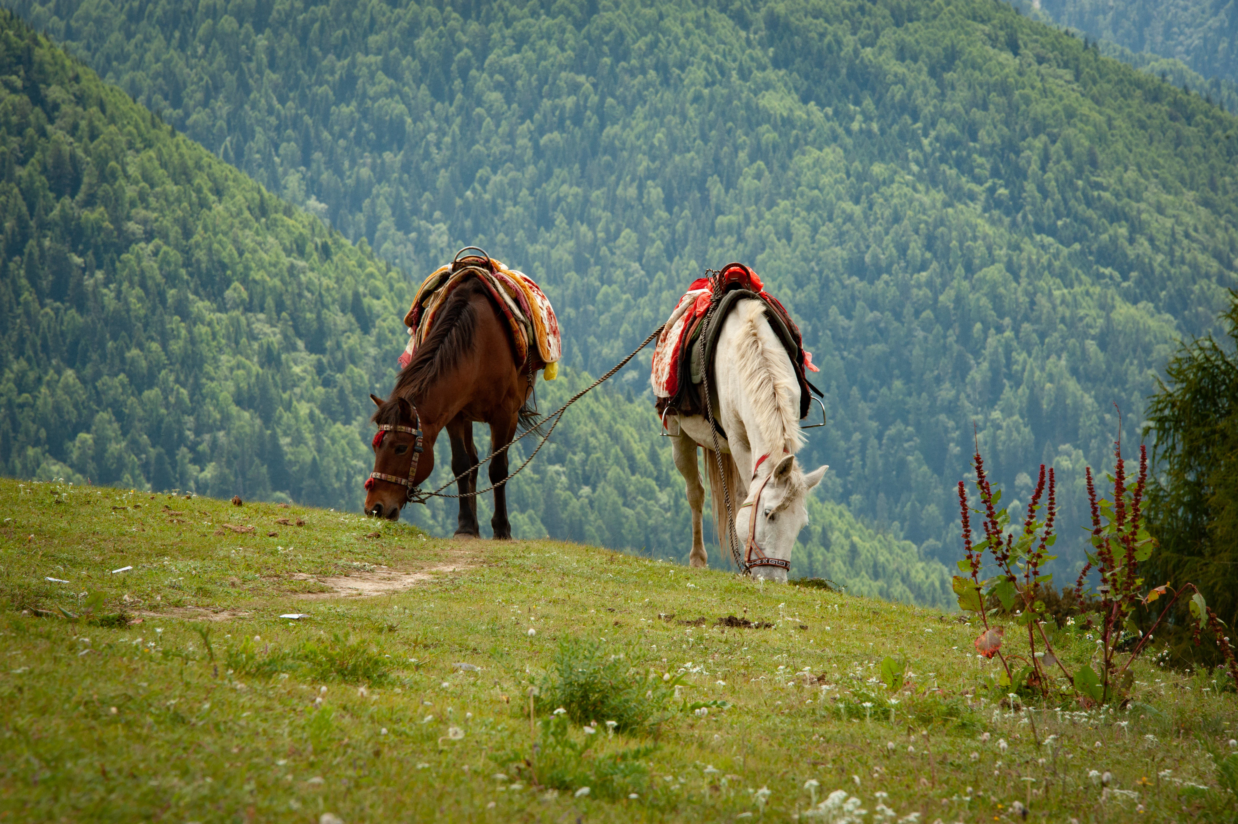 A couple of horses standing on top of a lush green hillside