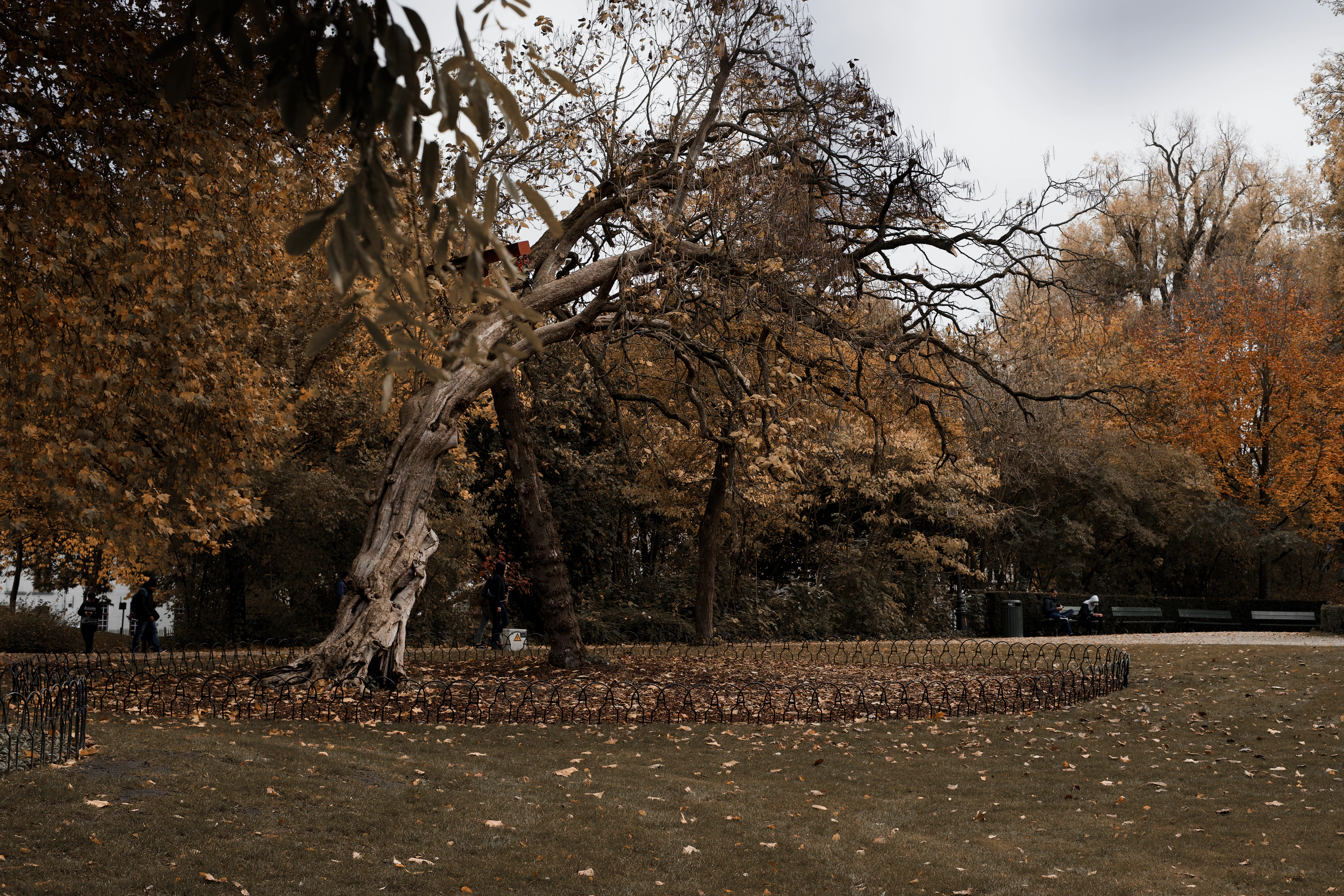 a tree with many leaves