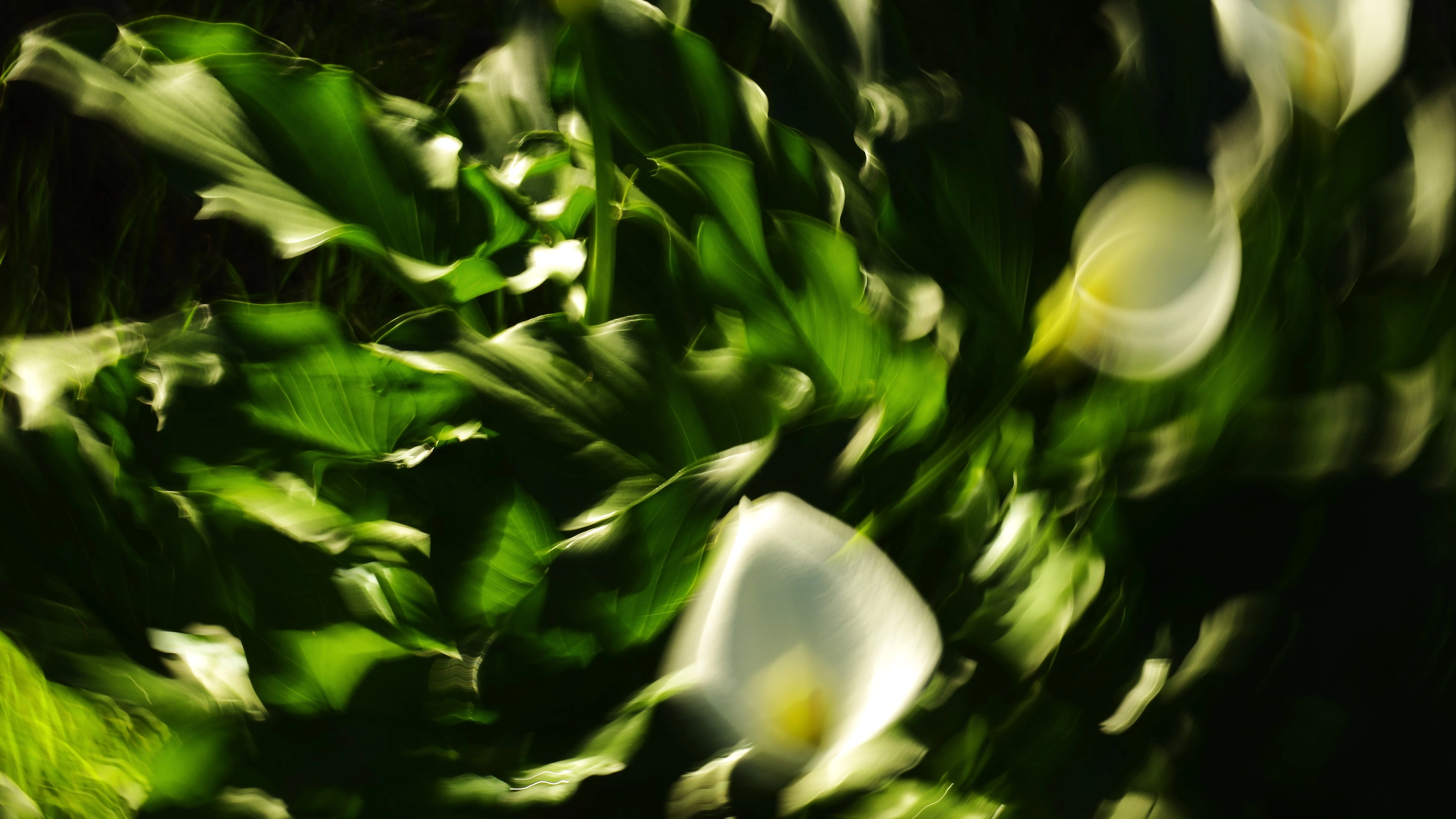 White calla lilies with green leaves blurred motion
