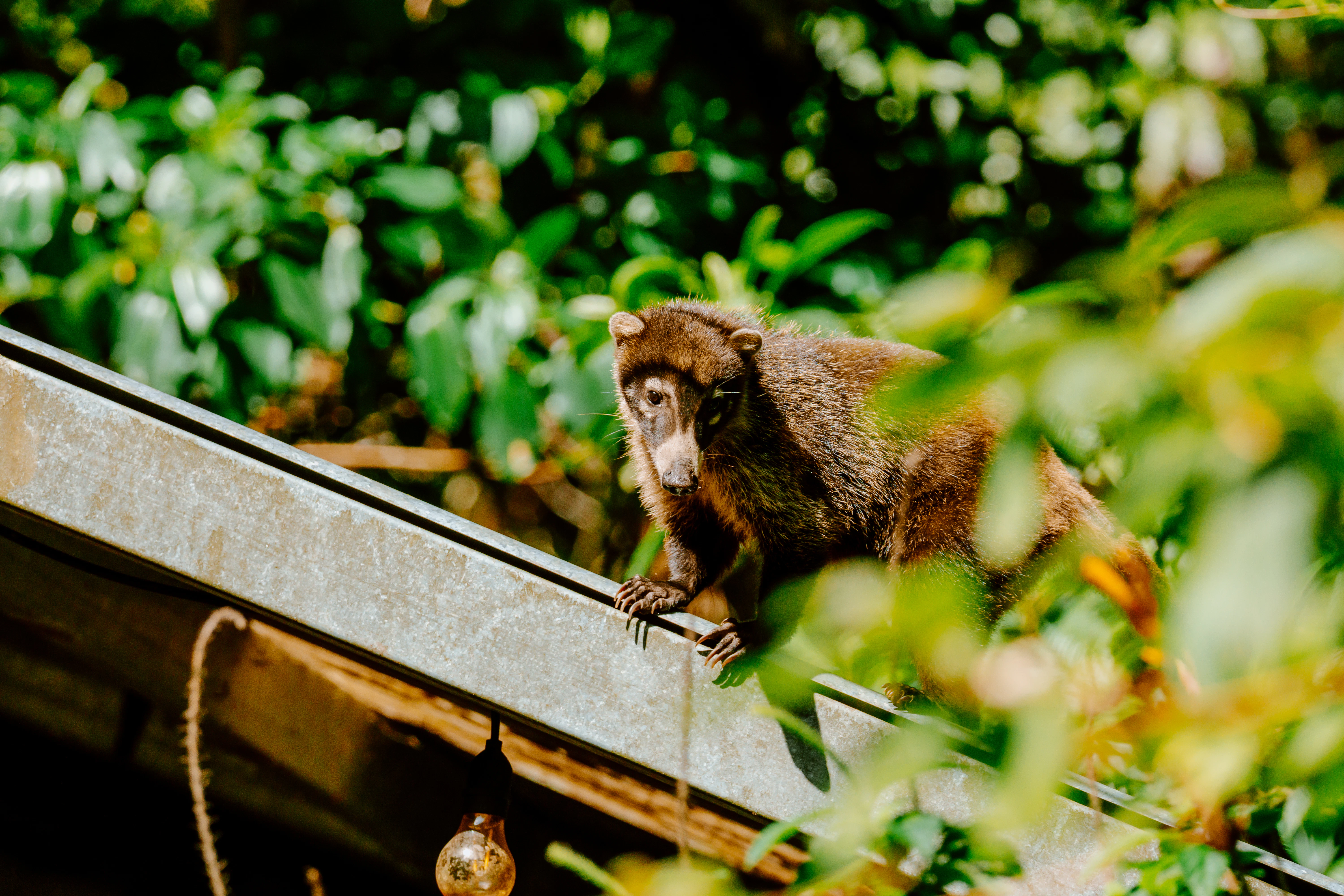 A monkey sits on the roof.