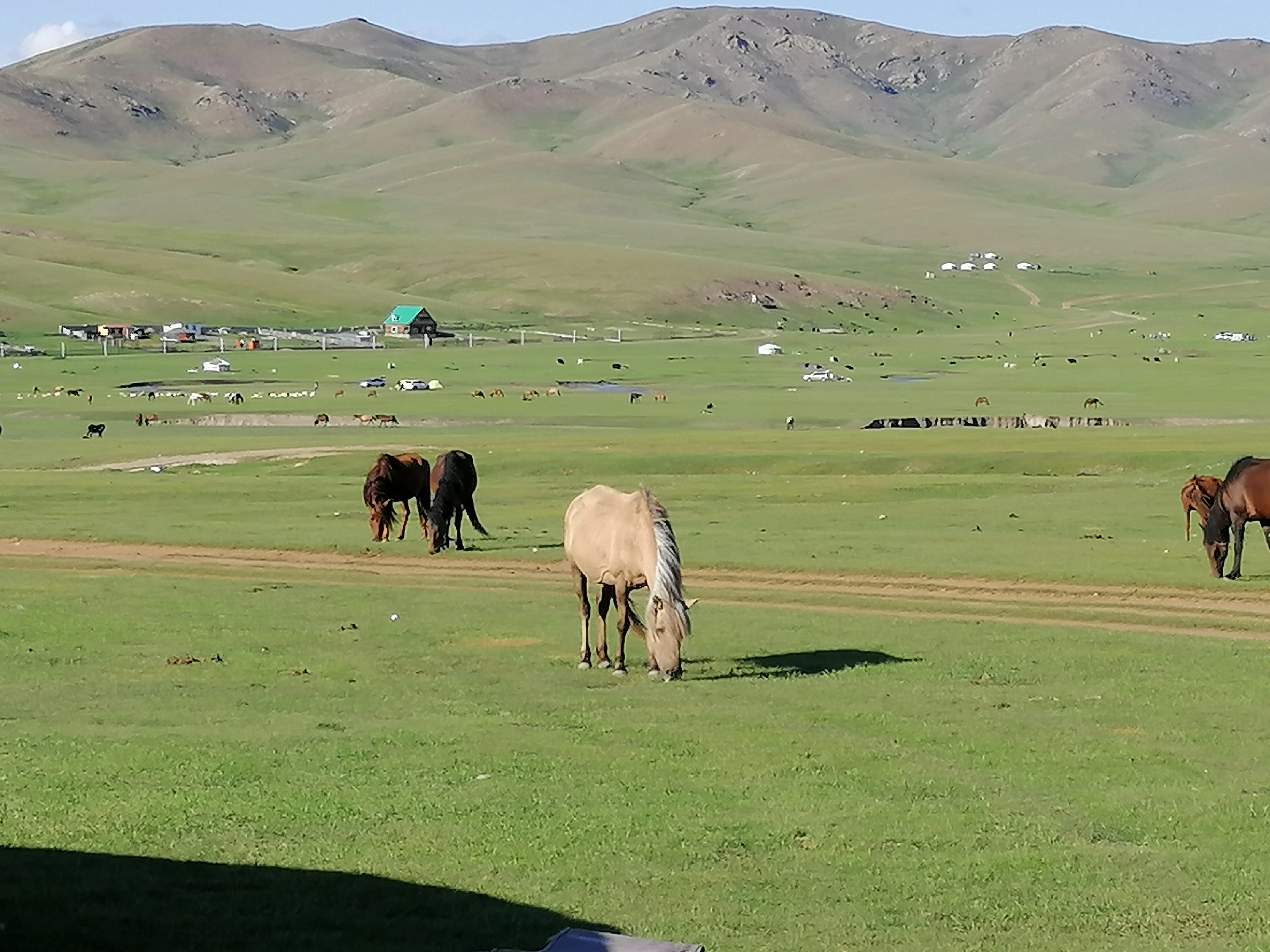brown horse on green grass field during daytime