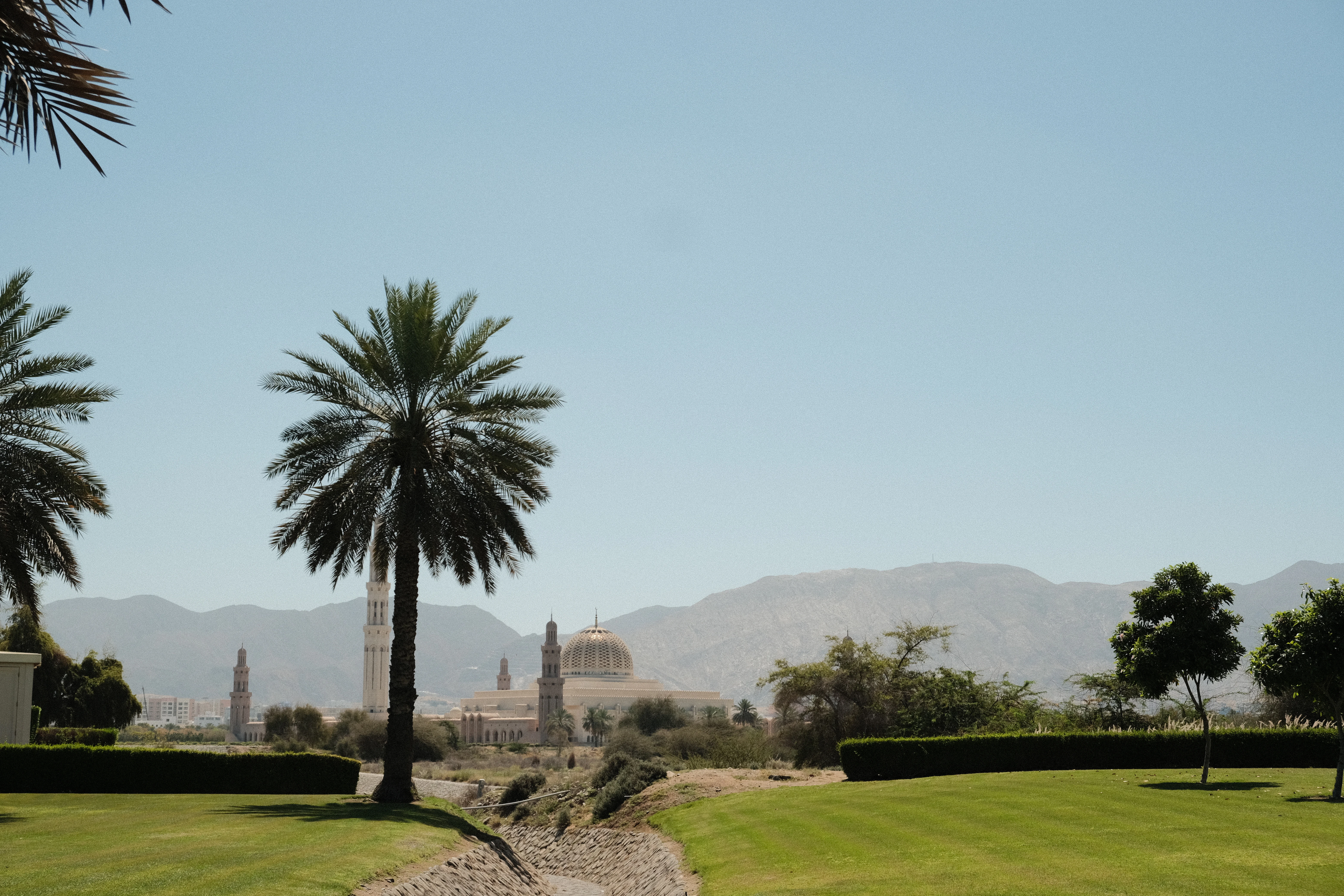 palm trees and a building in the background