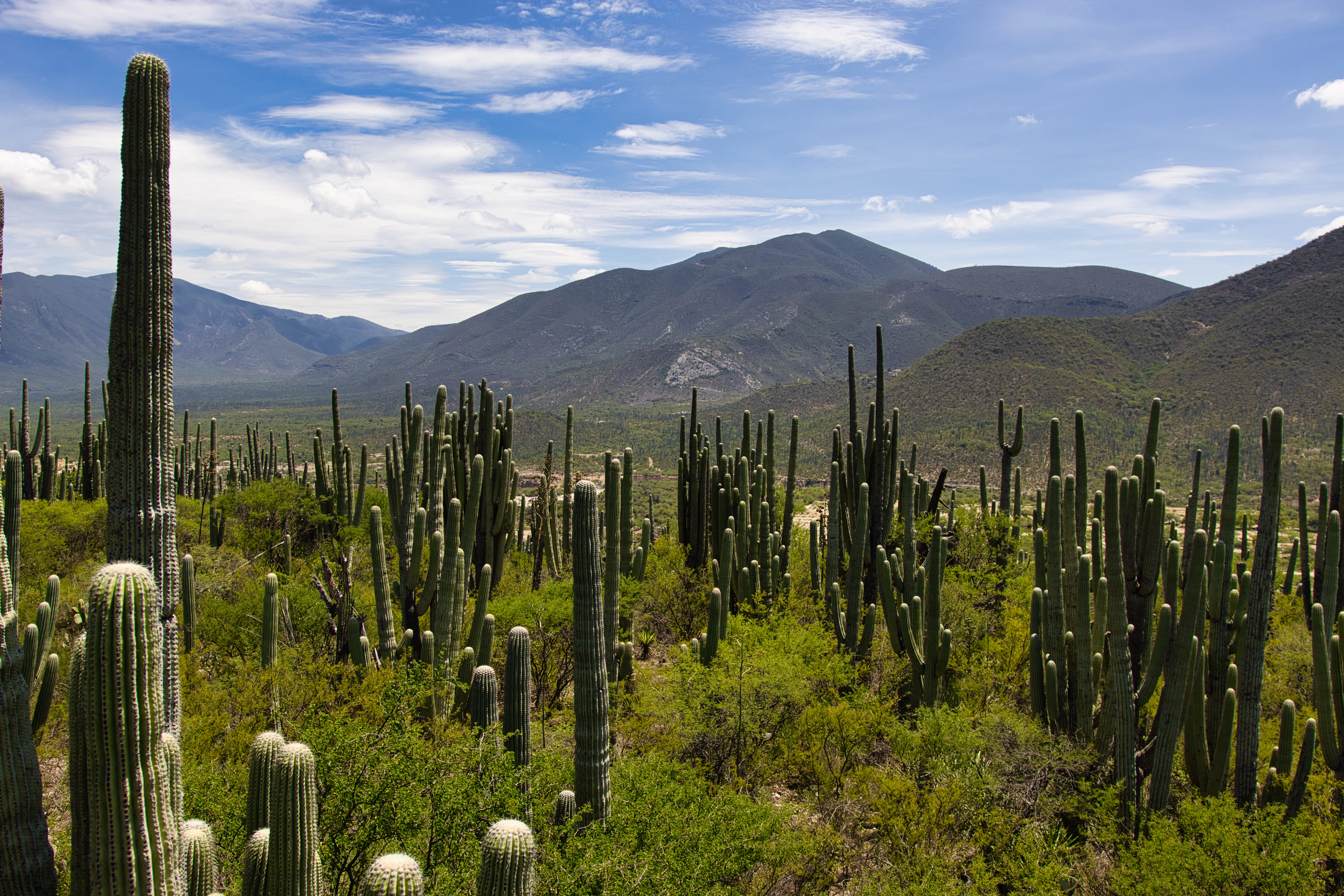 Tall cacti in a vast desert landscape with mountains.