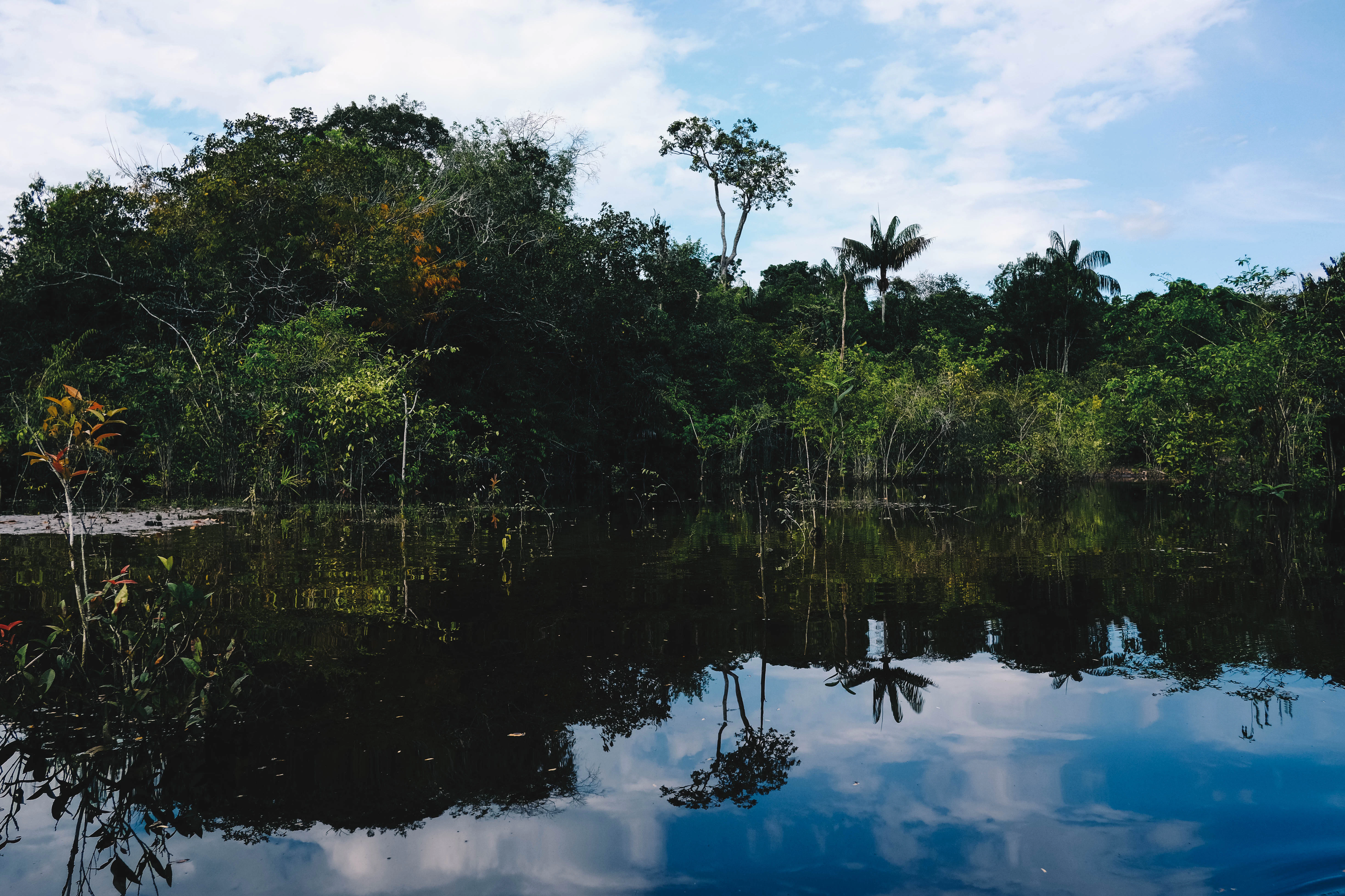 green trees beside body of water during daytime