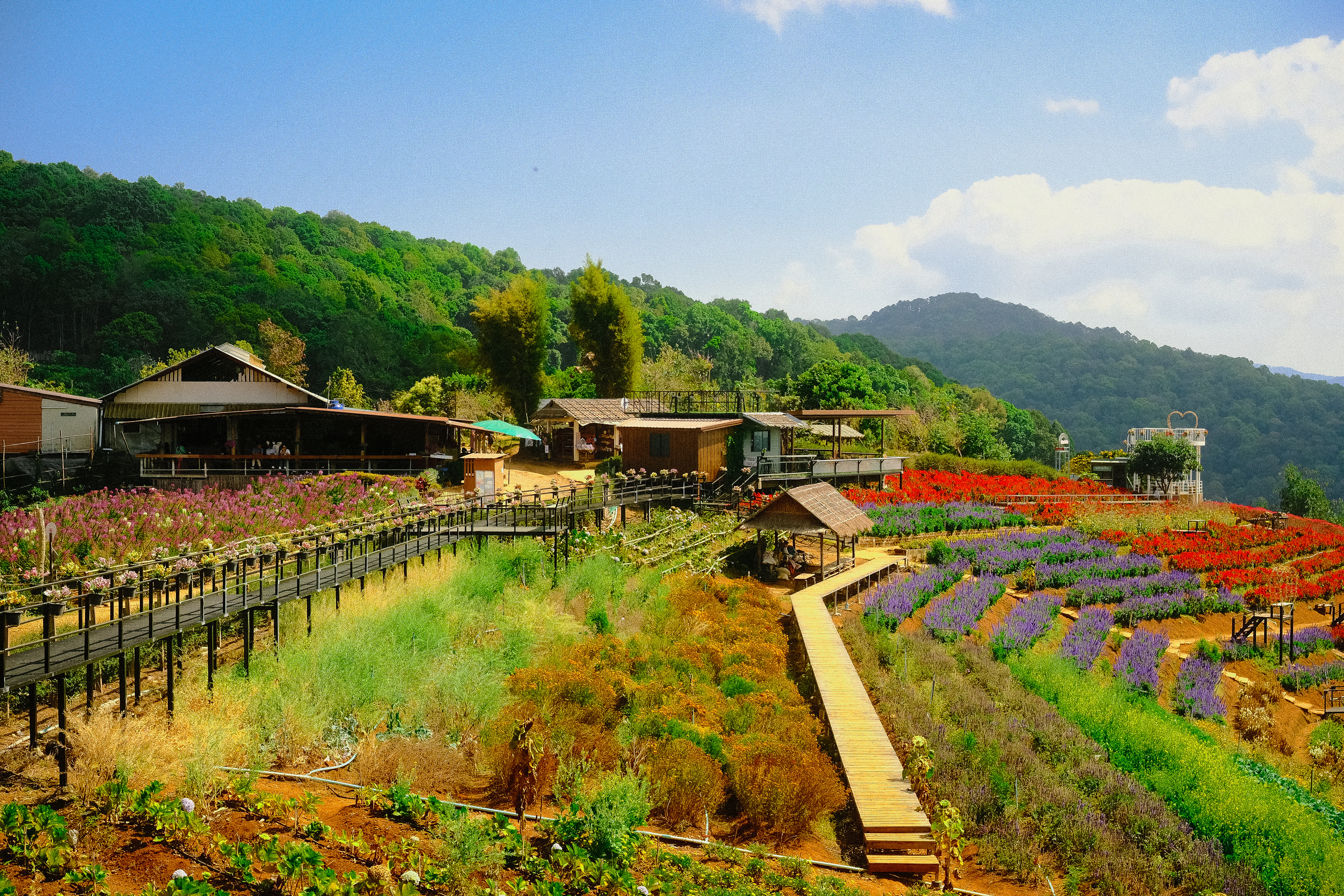 A scenic mountain village with colorful flower fields.