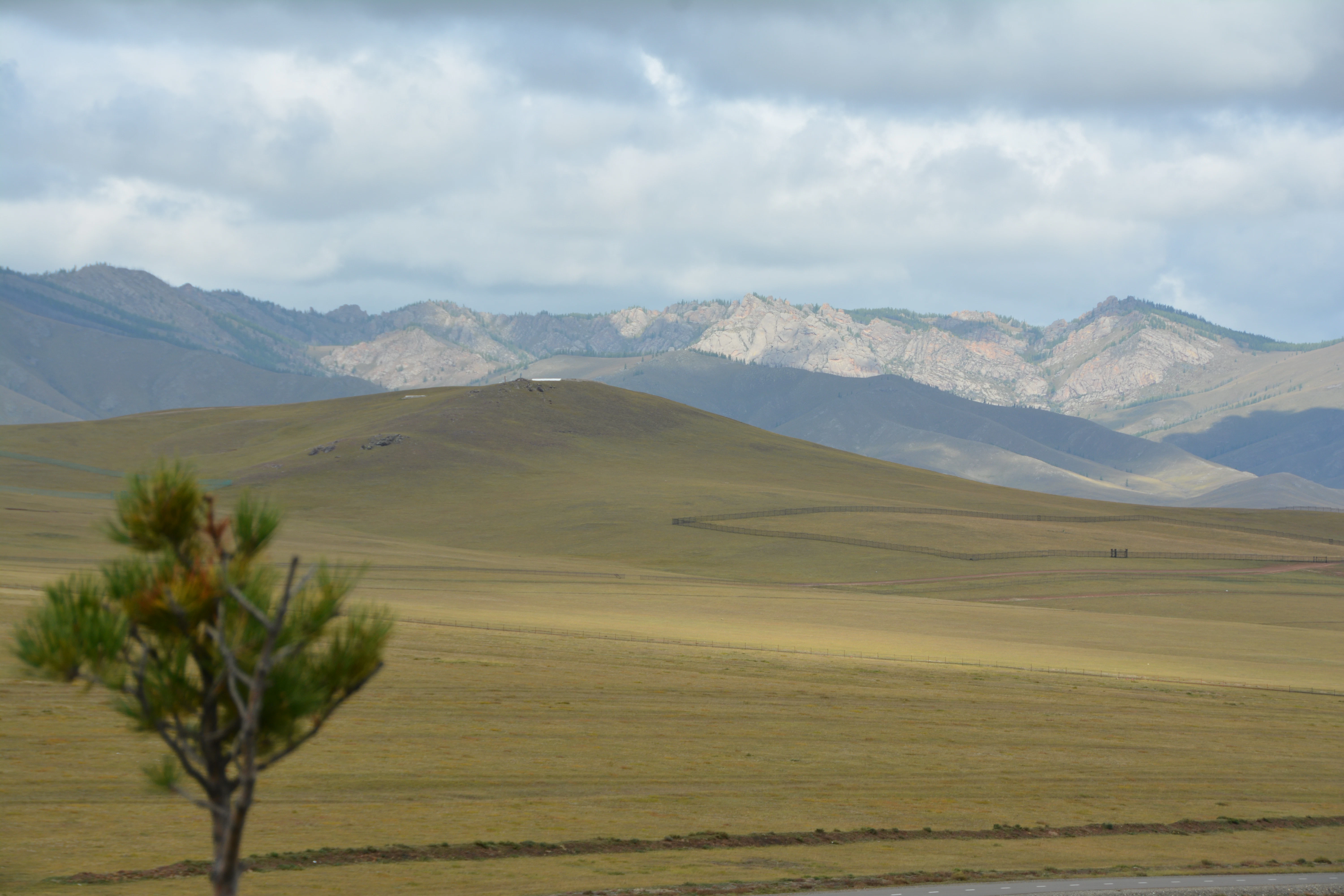 a lone tree in a field with mountains in the background