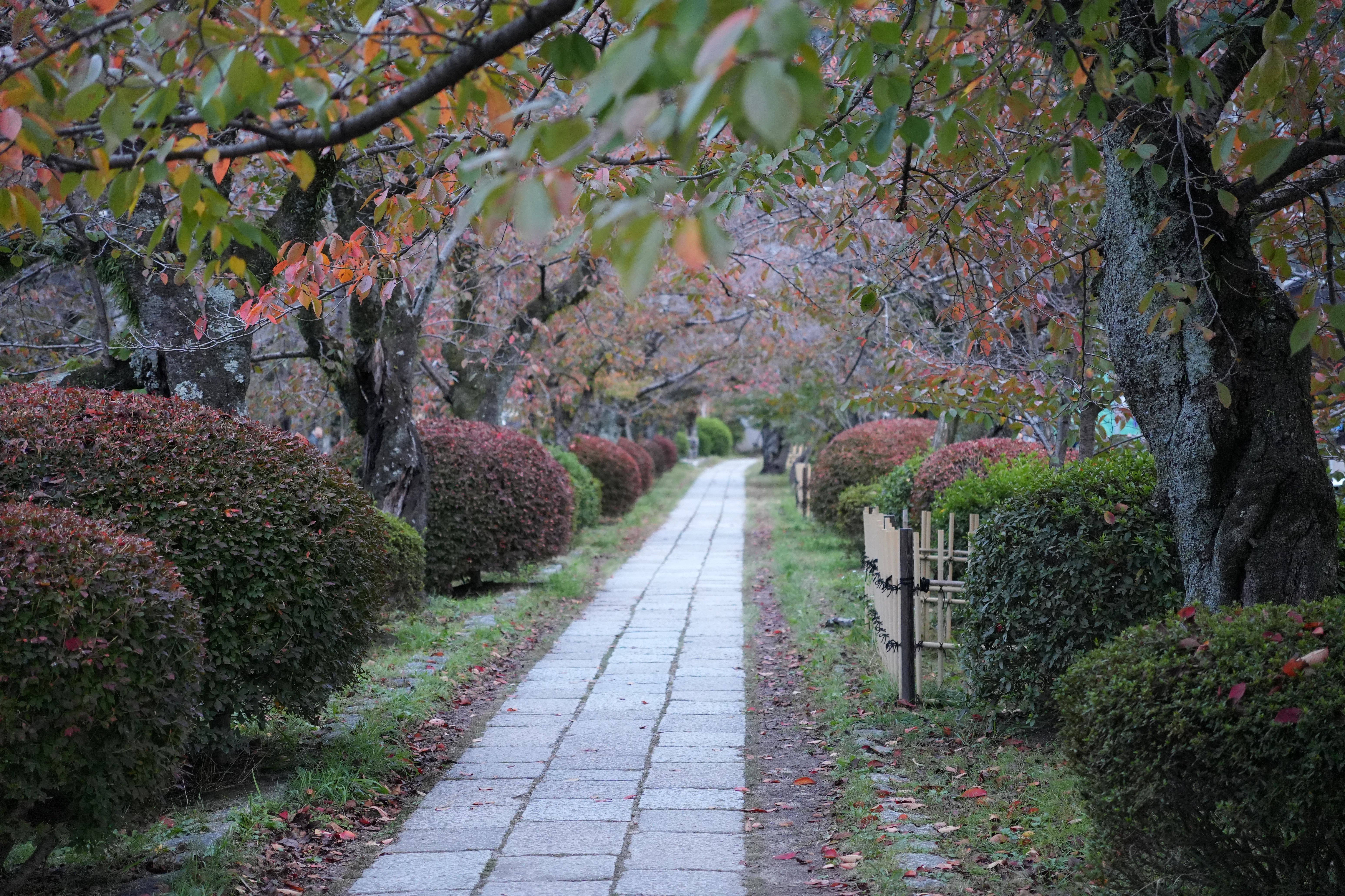 A paved walkway through a park with autumn foliage.