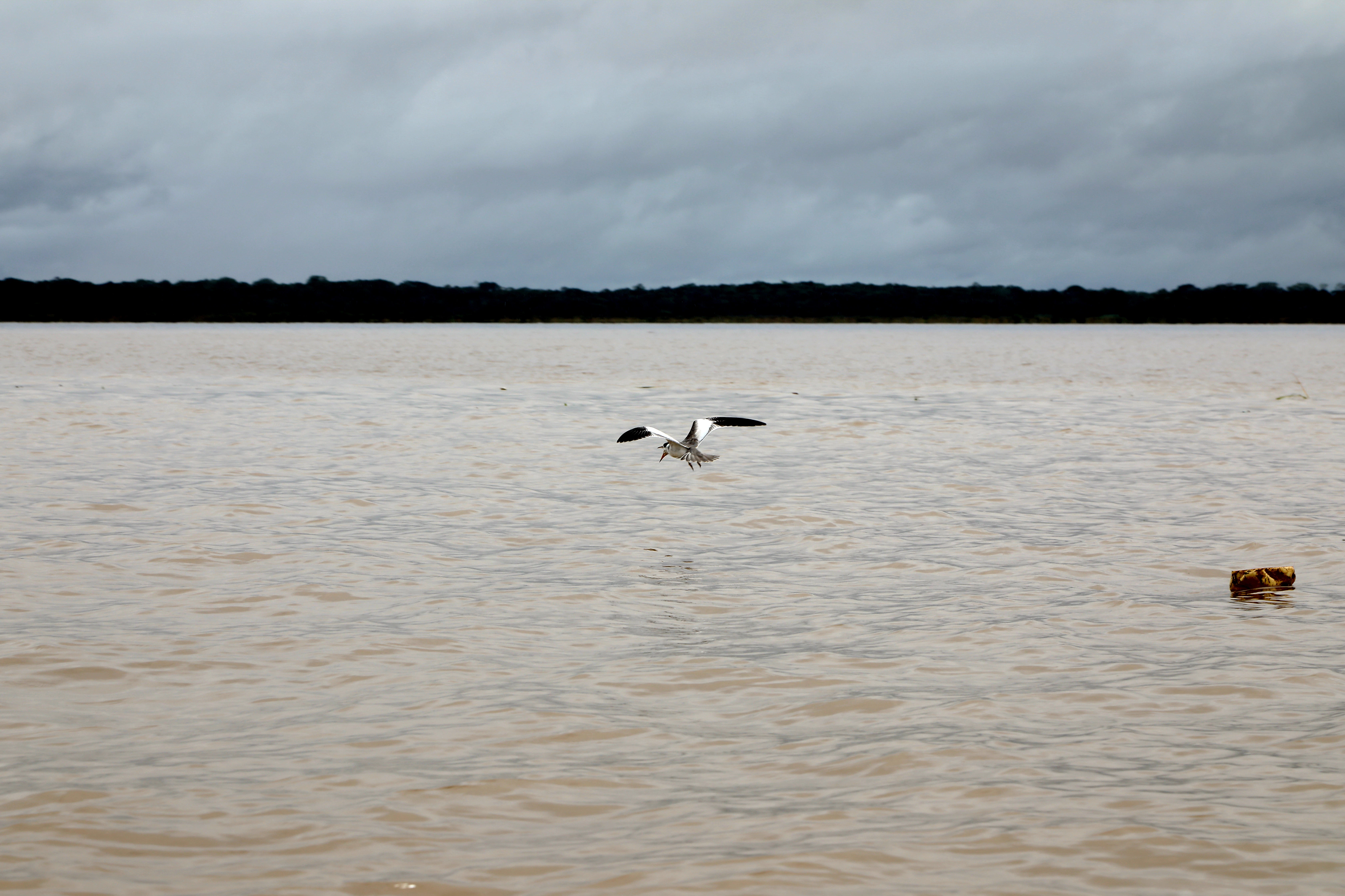 a bird flying over a body of water