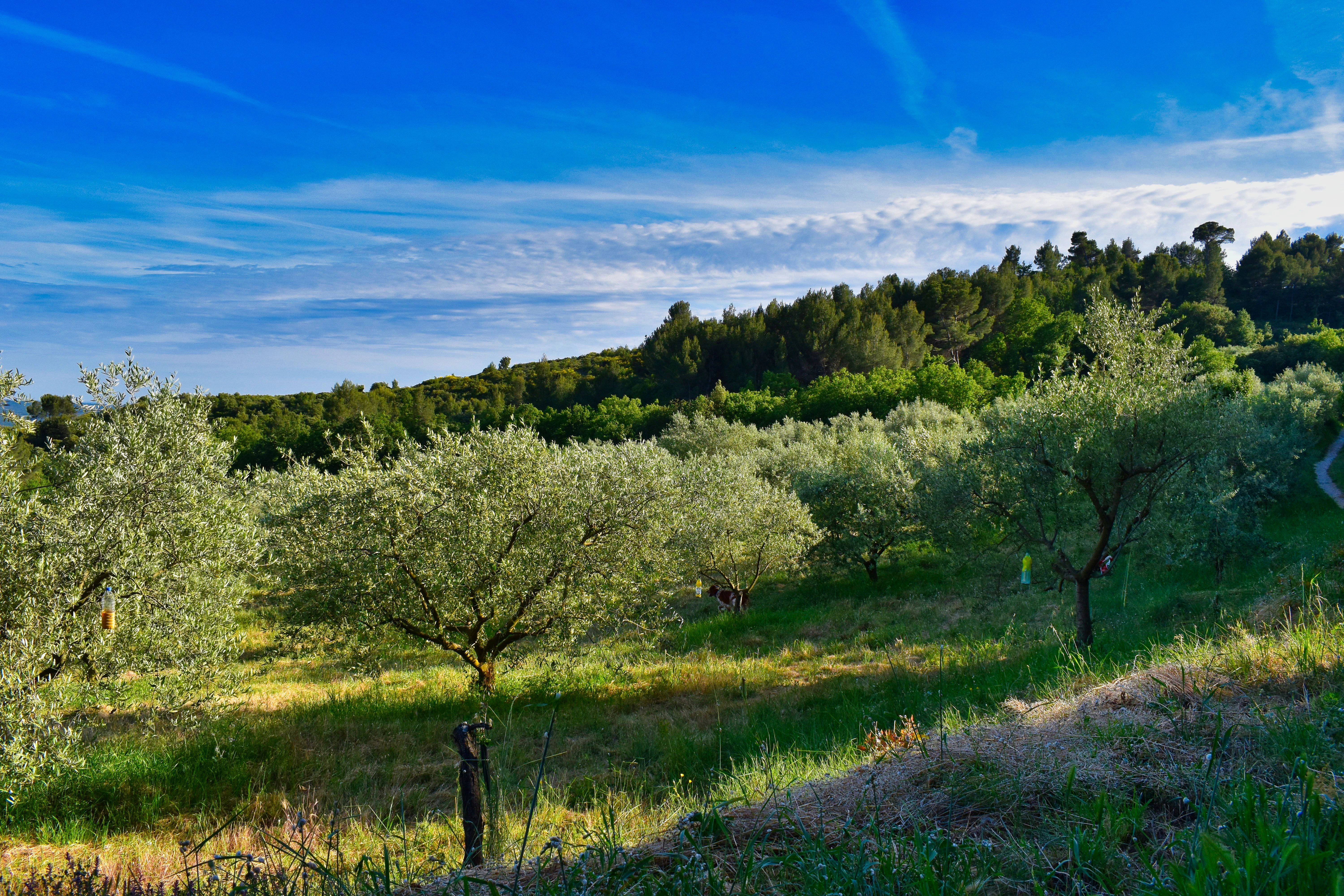 green trees on green grass field under blue sky during daytime