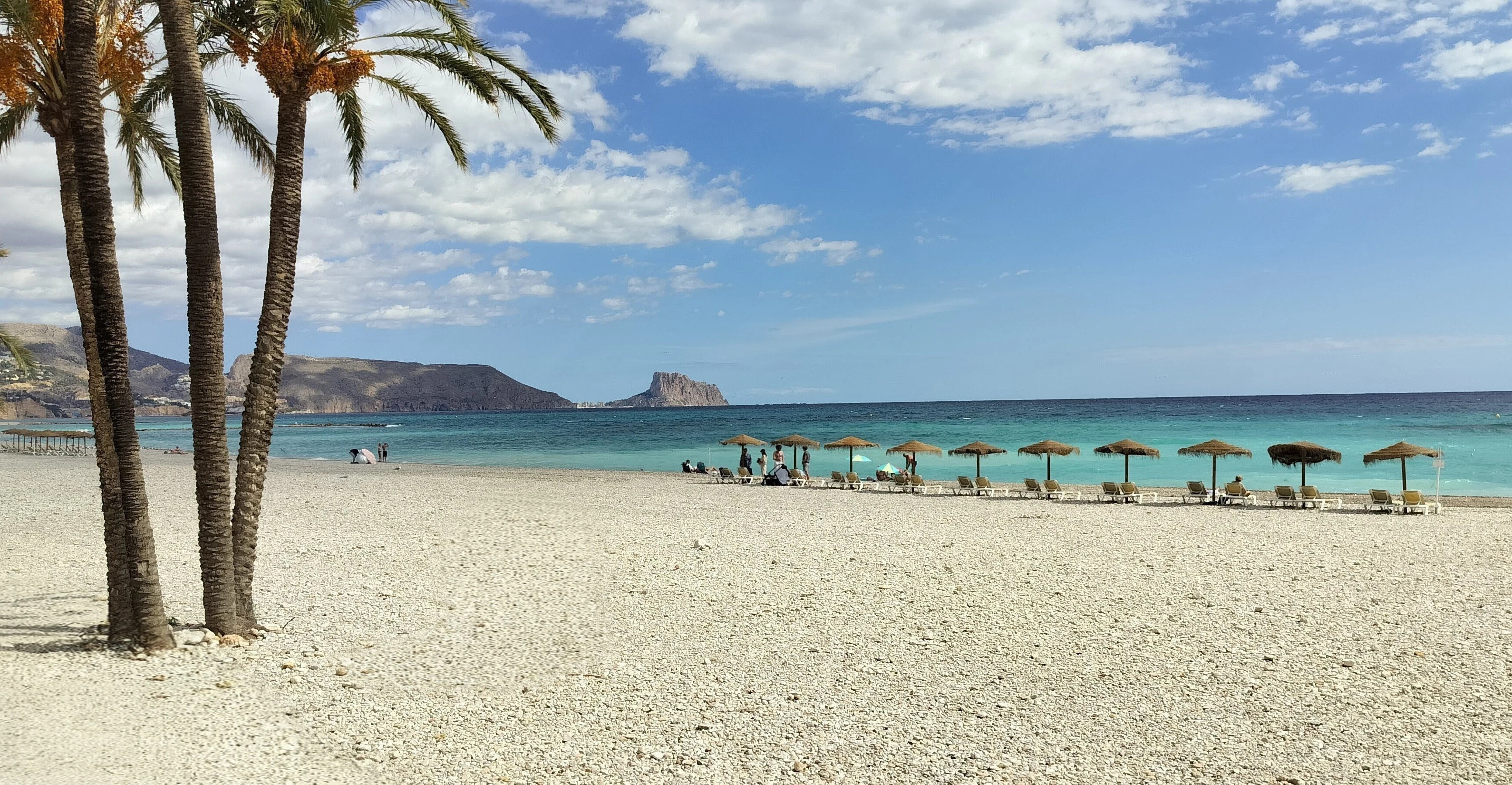 Palm trees on a sandy beach with turquoise ocean.