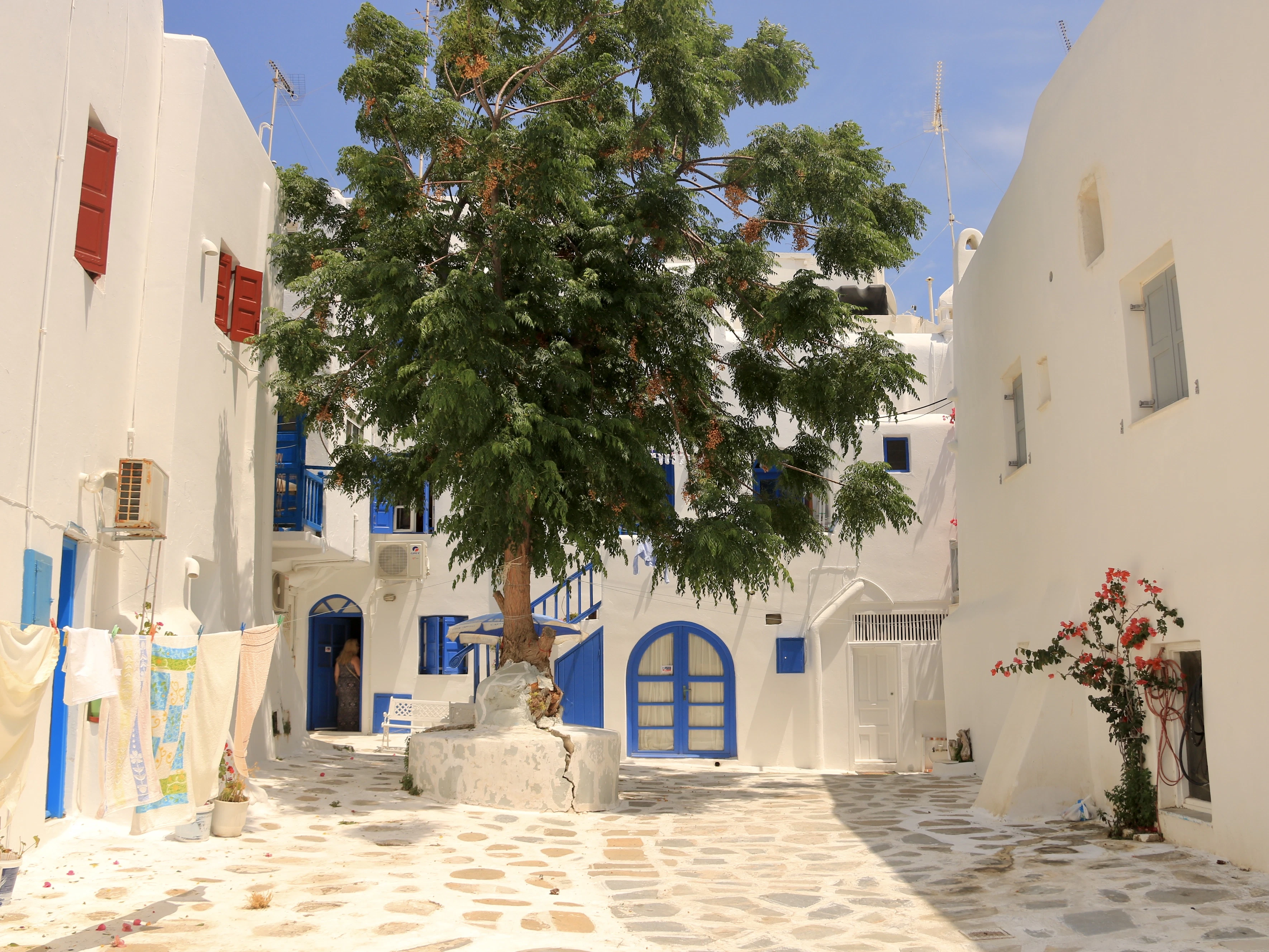 a tree in the middle of a cobblestone street