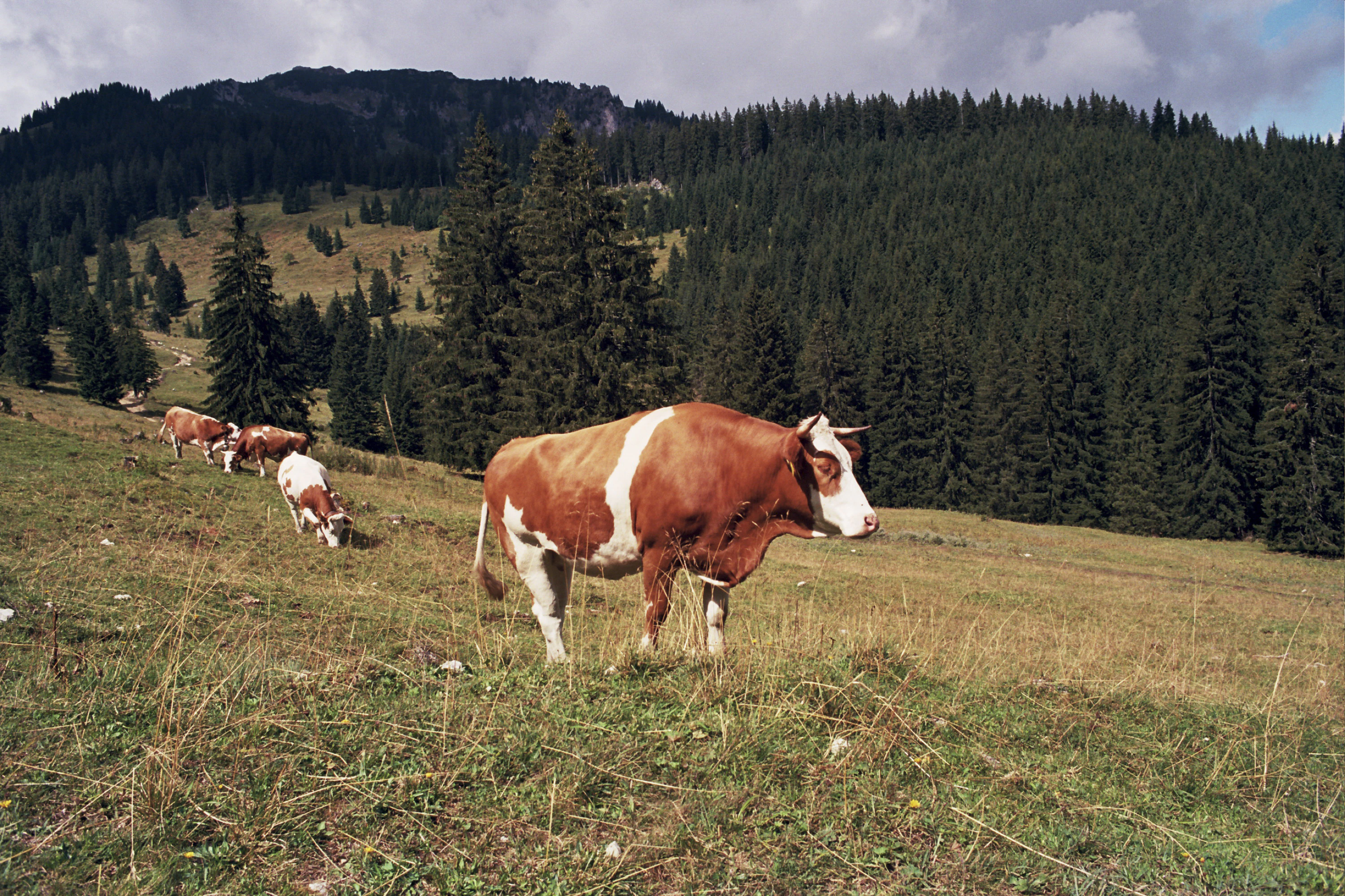 herd of cows on green field