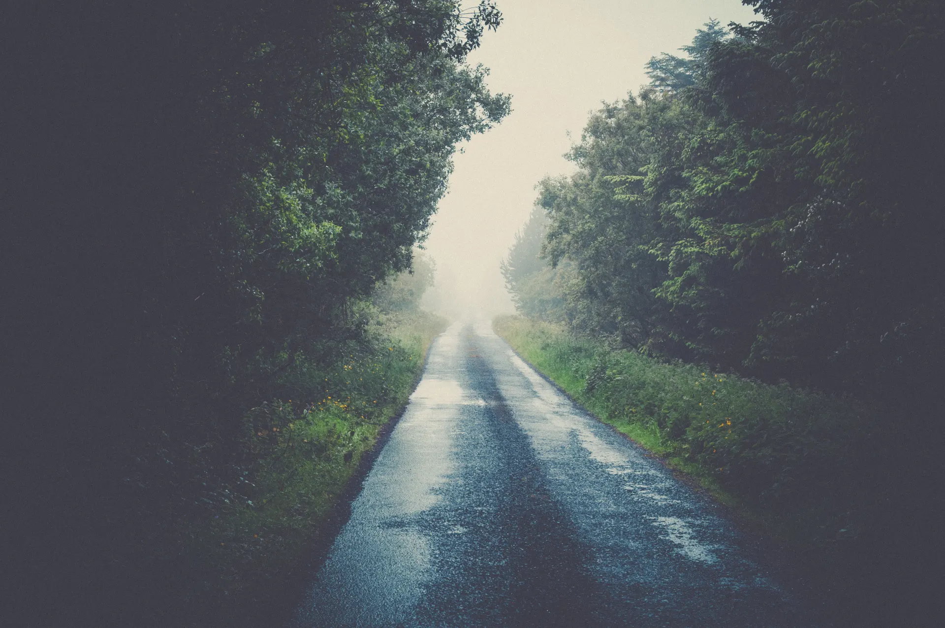 gray concrete road surrounded by trees