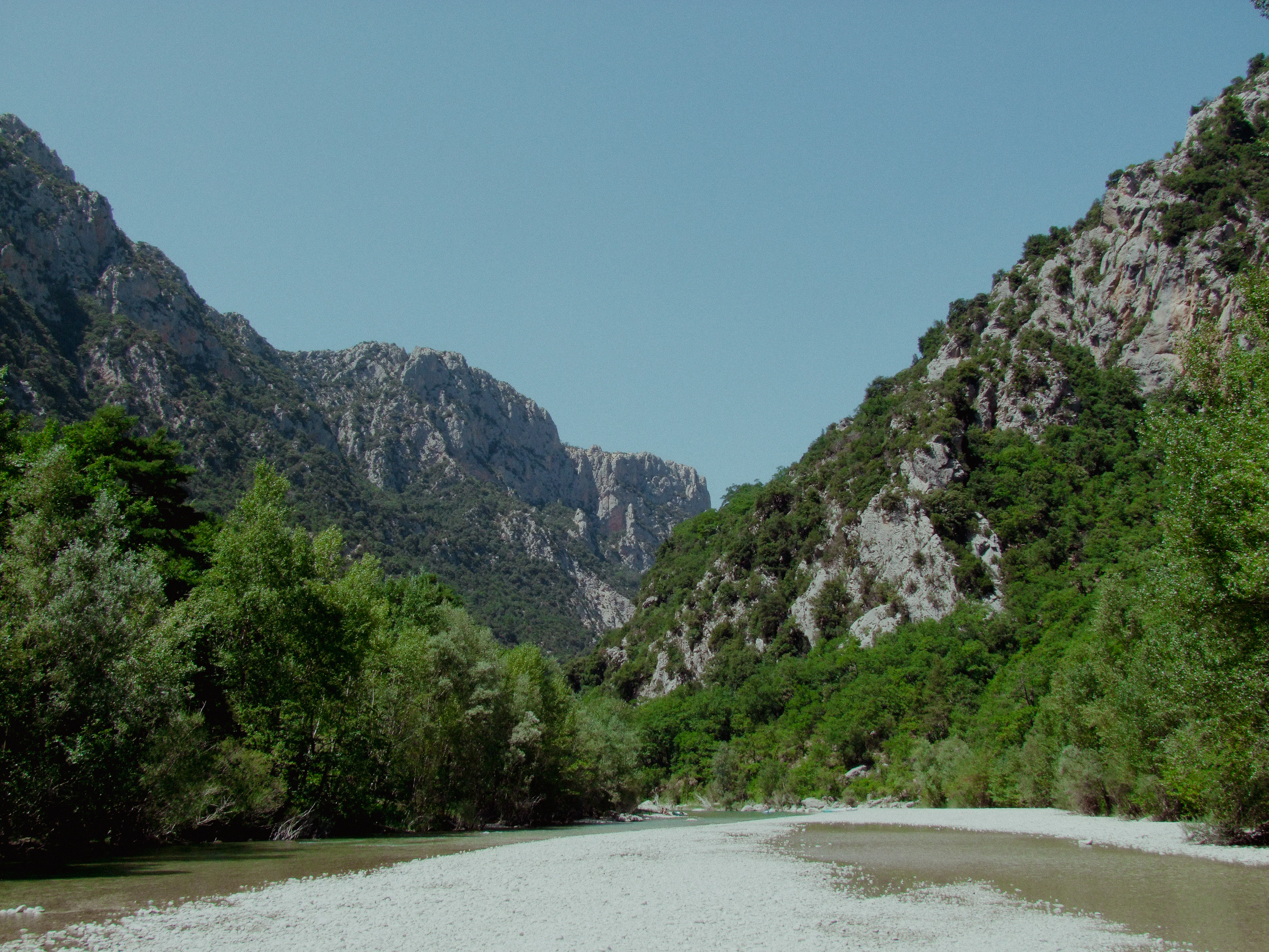 A river running through a lush green forest