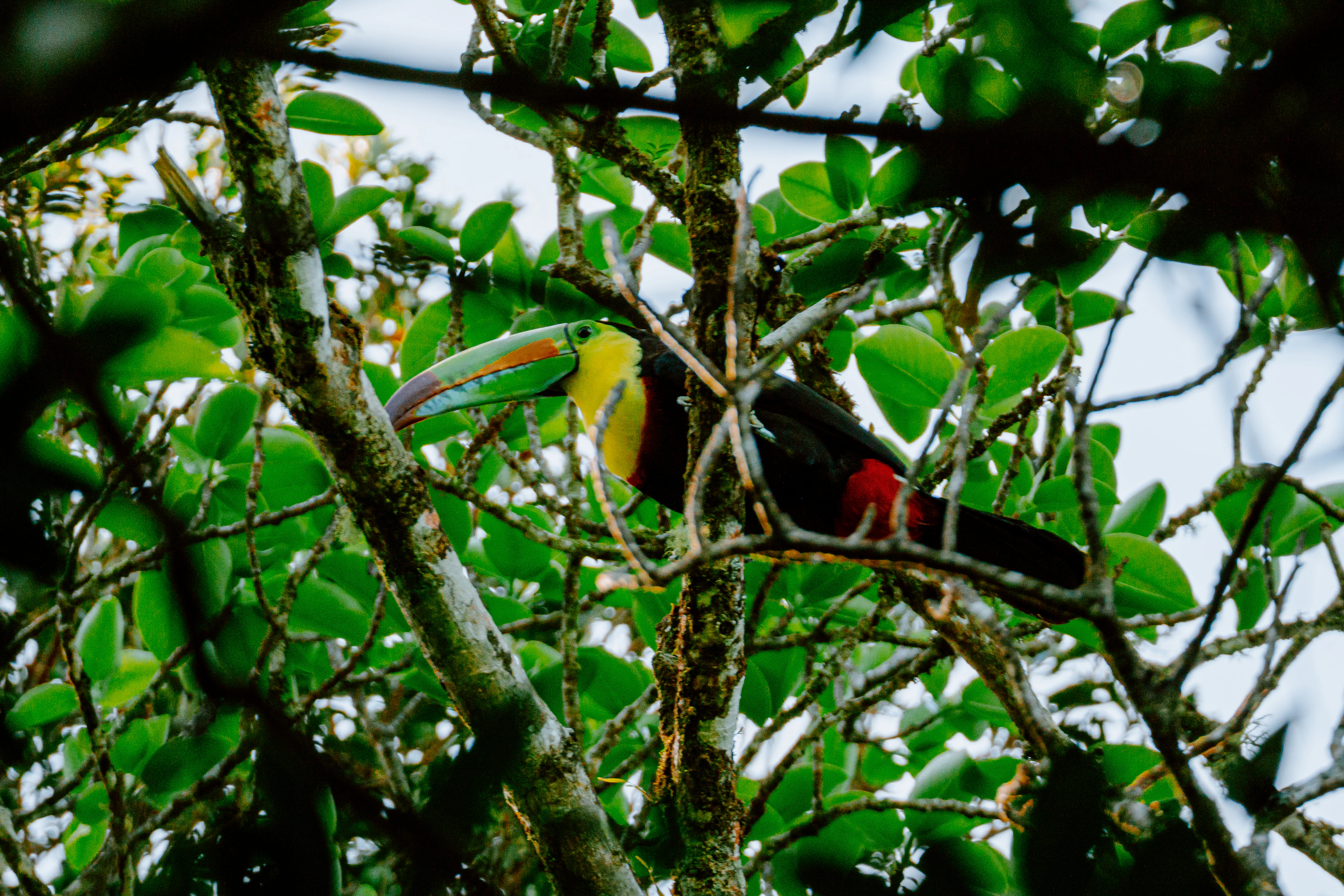 A colorful toucan perched among green leaves.