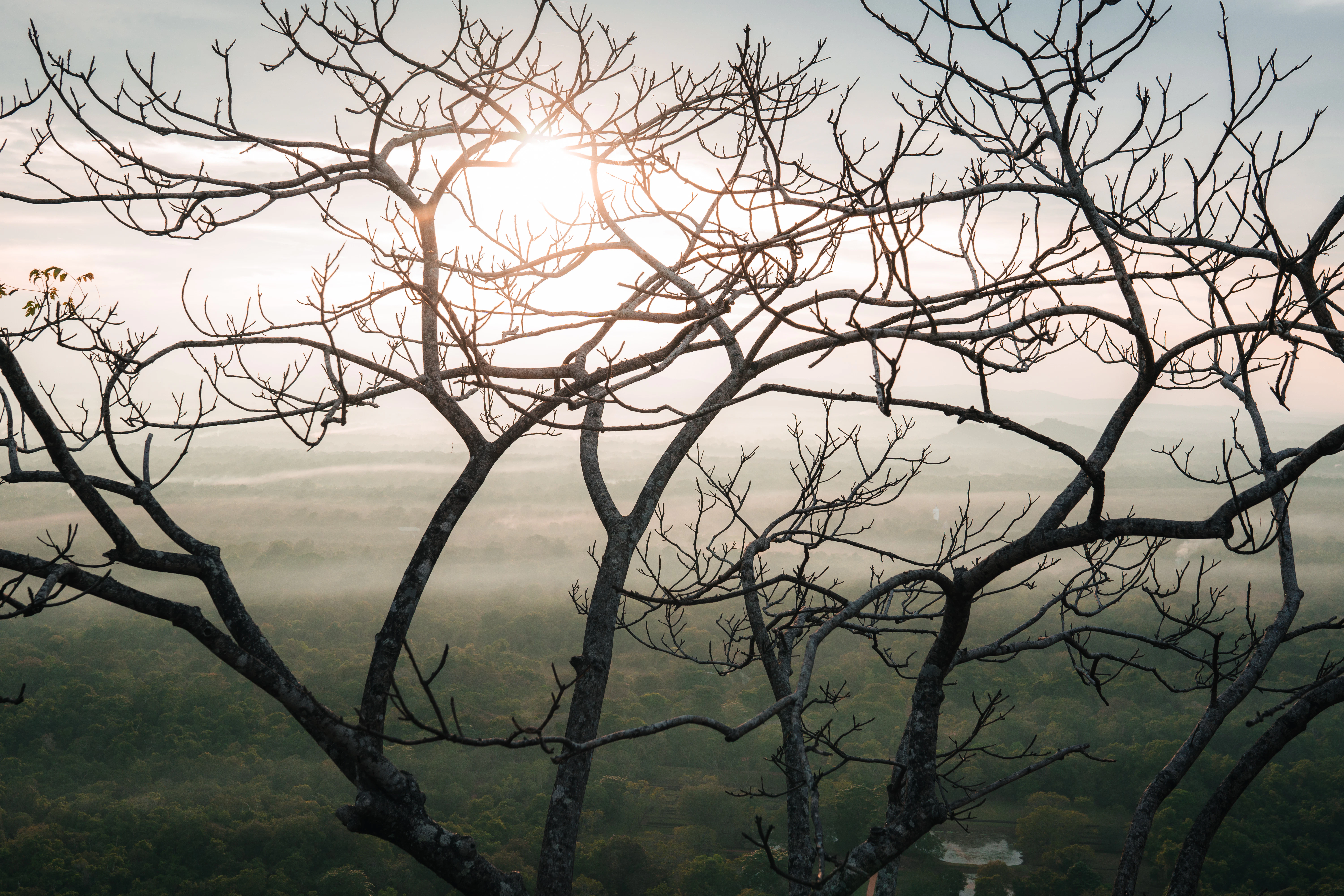 the sun shines through the branches of a tree